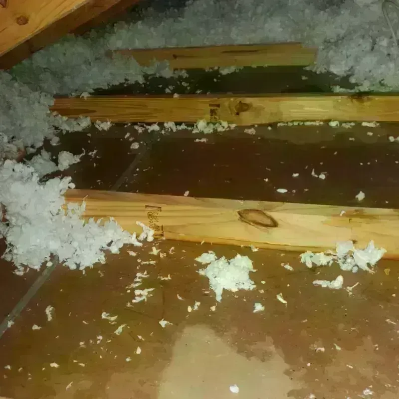 Attic Water Damage in Muse, PA