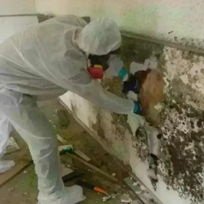 Mold Remediation and Removal in Muse, PA